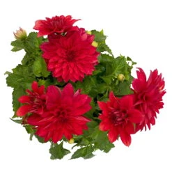 Dahlie 'Hypnotica', Farben Zufällig, Topf-Ø 19 Cm, 2er-Set 41 Dahlie 'Hypnotica', Farben Zufällig, Topf-Ø 19 Cm, 2er-Set -LECHUZA || Wagner Verkaufsgeschäft 0610140124 Dahlia Hybriden T19 in Farben Hypnotica 2er Set 9 110324