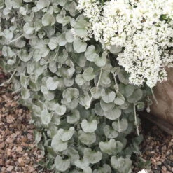 Mixtopf 'Silberstruktur', 3er-Set, Grau-silber, Topf 13 Cm Ø 20 Mixtopf 'Silberstruktur', 3er-Set, Grau-silber, Topf 13 Cm Ø -LECHUZA || Wagner Verkaufsgeschäft 0610180163 Dichondra argentea T12 rankendhaengend Set 3Stueck1 74376