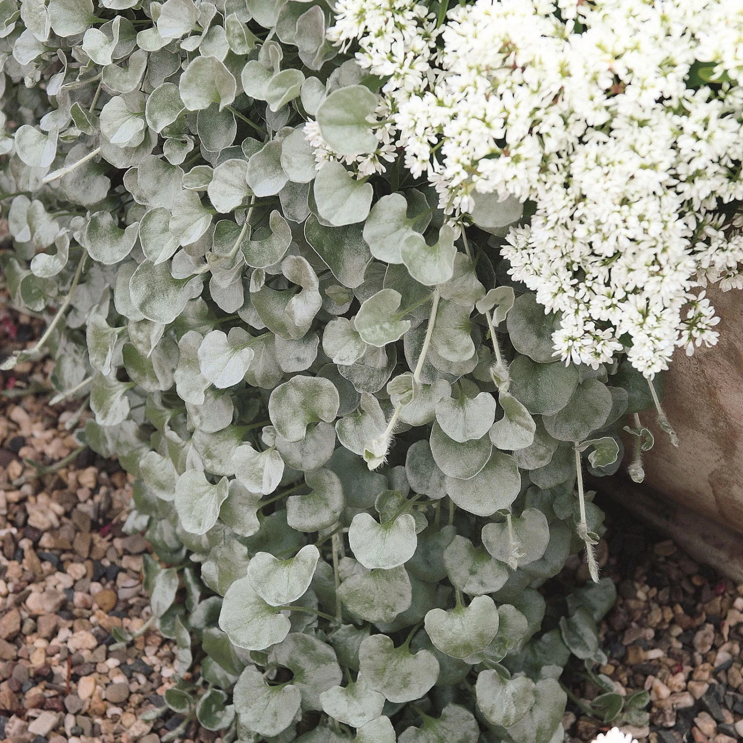 Mixtopf 'Silberstruktur', 3er-Set, Grau-silber, Topf 13 Cm Ø 10 Mixtopf 'Silberstruktur', 3er-Set, Grau-silber, Topf 13 Cm Ø – Bild 8