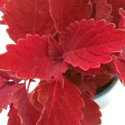 Pflanzenset 'Spätsommer-Gold' Gelb-orange, Topf-Ø 12 Cm, 4er-Set -LECHUZA || Wagner Verkaufsgeschäft 0610180185 Coleus Beale Street rot 5 88441
