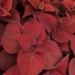 Pflanzenset 'Spätsommer-Gold' Gelb-orange, Topf-Ø 12 Cm, 4er-Set -LECHUZA || Wagner Verkaufsgeschäft 0610180185 Solenostemon scut T1213 Beale Street Set 3Stueck 74401