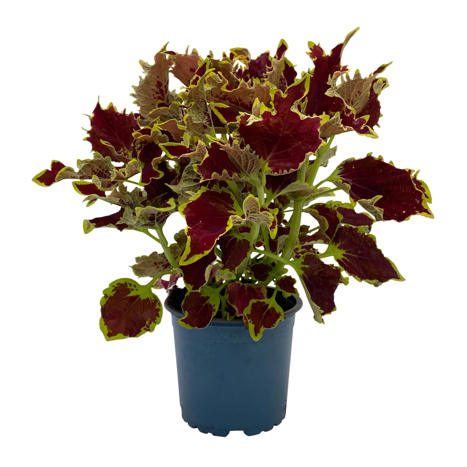 Buntnessel 'Crown Jewel', 6er-Set, Braunrot, Topf 12 Cm Ø 5 Buntnessel 'Crown Jewel', 6er-Set, Braunrot, Topf 12 Cm Ø – Bild 3