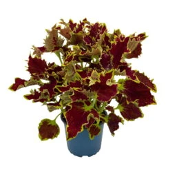 Buntnessel 'Crown Jewel', 6er-Set, Braunrot, Topf 12 Cm Ø 12 Buntnessel 'Crown Jewel', 6er-Set, Braunrot, Topf 12 Cm Ø -LECHUZA || Wagner Verkaufsgeschäft 0610180187 Solenostemon scut T1213 Crown Jewel 6er Set WS 2 95693