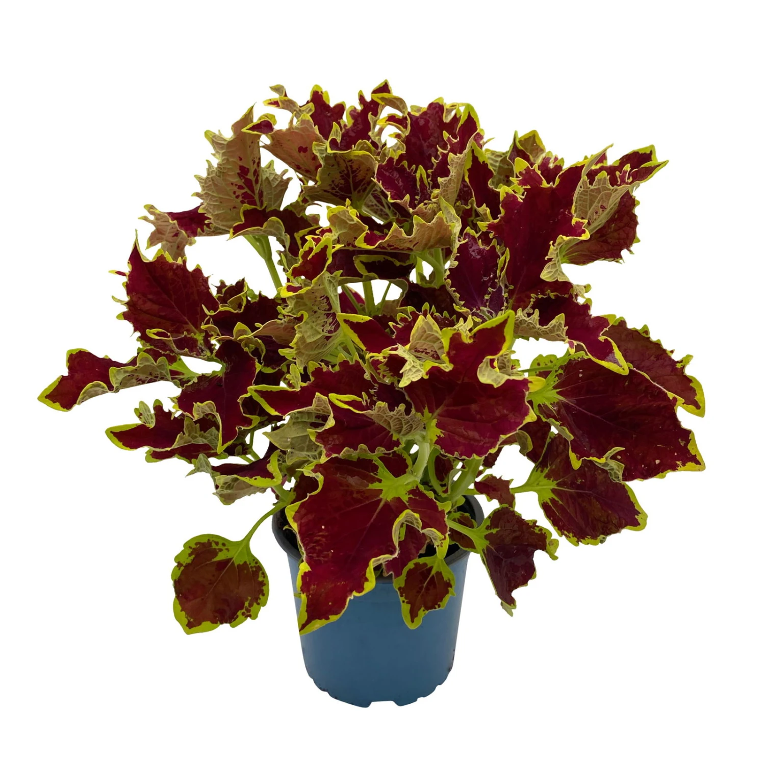 Buntnessel 'Crown Jewel', 6er-Set, Braunrot, Topf 12 Cm Ø 6 Buntnessel 'Crown Jewel', 6er-Set, Braunrot, Topf 12 Cm Ø – Bild 4