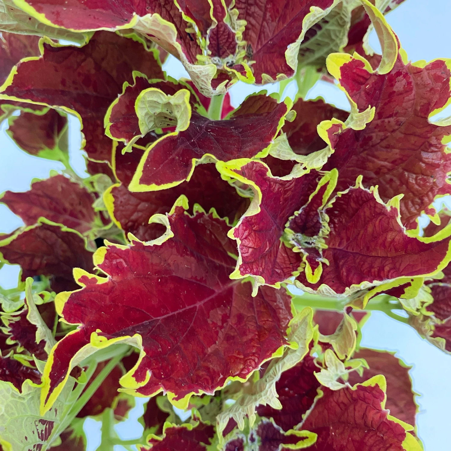 Buntnessel 'Crown Jewel', 6er-Set, Braunrot, Topf 12 Cm Ø 4 Buntnessel 'Crown Jewel', 6er-Set, Braunrot, Topf 12 Cm Ø – Bild 2