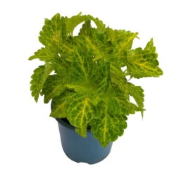 Buntnessel 'River Walk', 6er-Set, Hellgrün-dunkelgrün, Topf 12 Cm Ø -LECHUZA || Wagner Verkaufsgeschäft 0610180191 Solenostemon scut T12 River Walk 6er Set 1 93138