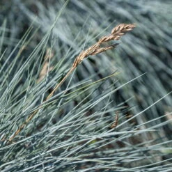 Mixtopf 'Silberstruktur', 3er-Set, Grau-silber, Topf 13 Cm Ø 19 Mixtopf 'Silberstruktur', 3er-Set, Grau-silber, Topf 13 Cm Ø -LECHUZA || Wagner Verkaufsgeschäft 0610180261 0610180262 Mixtopf Mixschale Silberstruktur Festuca 95077