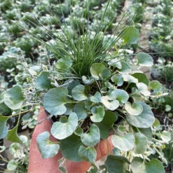 Mixtopf 'Silberstruktur', 3er-Set, Grau-silber, Topf 13 Cm Ø 17 Mixtopf 'Silberstruktur', 3er-Set, Grau-silber, Topf 13 Cm Ø -LECHUZA || Wagner Verkaufsgeschäft 0610180261 Mixtopf Silberstruktur T12 96317