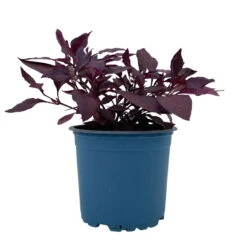 Papageienstrauch 'Little Romance', 6er-Set, Dunkelviolett-rot, Topf 12 Cm Ø 16 Papageienstrauch 'Little Romance', 6er-Set, Dunkelviolett-rot, Topf 12 Cm Ø -LECHUZA || Wagner Verkaufsgeschäft 0610180265 Alternanthera T12 Little Romance 6er Set 11 95710