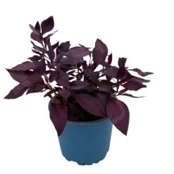 Papageienstrauch 'Little Romance', 6er-Set, Dunkelviolett-rot, Topf 12 Cm Ø 17 Papageienstrauch 'Little Romance', 6er-Set, Dunkelviolett-rot, Topf 12 Cm Ø -LECHUZA || Wagner Verkaufsgeschäft 0610180265 Alternanthera T12 Little Romance 6er Set 12 95711