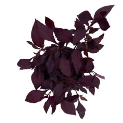 Papageienstrauch 'Little Romance', 6er-Set, Dunkelviolett-rot, Topf 12 Cm Ø 18 Papageienstrauch 'Little Romance', 6er-Set, Dunkelviolett-rot, Topf 12 Cm Ø -LECHUZA || Wagner Verkaufsgeschäft 0610180265 Alternanthera T12 Little Romance 6er Set 13 95712