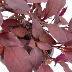 Papageienstrauch 'Little Romance', 6er-Set, Dunkelviolett-rot, Topf 12 Cm Ø 19 Papageienstrauch 'Little Romance', 6er-Set, Dunkelviolett-rot, Topf 12 Cm Ø -LECHUZA || Wagner Verkaufsgeschäft 0610180265 Alternanthera T12 Little Romance 6er Set 14 95713