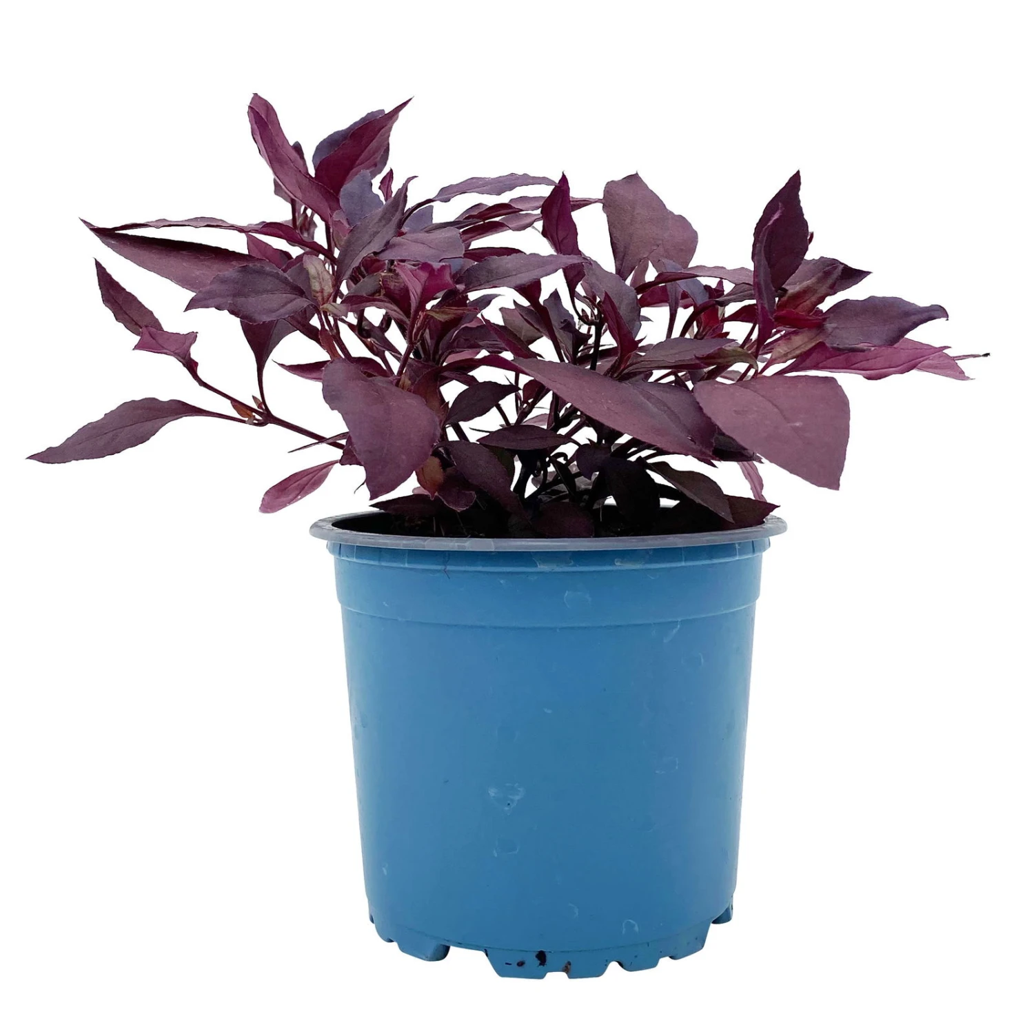 Papageienstrauch 'Little Romance', 6er-Set, Dunkelviolett-rot, Topf 12 Cm Ø 3 Papageienstrauch 'Little Romance', 6er-Set, Dunkelviolett-rot, Topf 12 Cm Ø