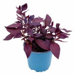 Papageienstrauch 'Little Romance', 6er-Set, Dunkelviolett-rot, Topf 12 Cm Ø 14 Papageienstrauch 'Little Romance', 6er-Set, Dunkelviolett-rot, Topf 12 Cm Ø -LECHUZA || Wagner Verkaufsgeschäft 0610180265 Alternanthera T12 Little Romance 6er Set 2 95052