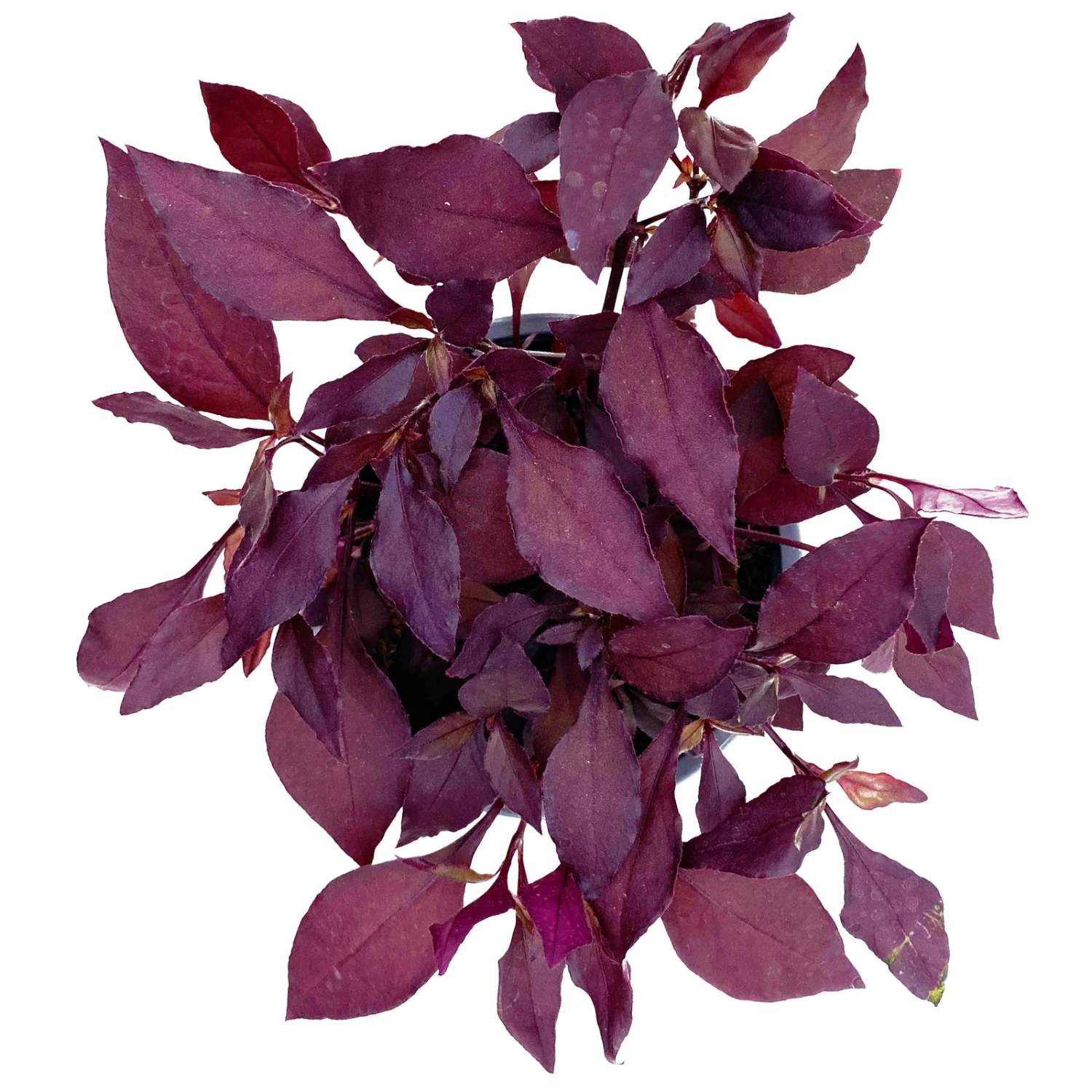 Papageienstrauch 'Little Romance', 6er-Set, Dunkelviolett-rot, Topf 12 Cm Ø 4 Papageienstrauch 'Little Romance', 6er-Set, Dunkelviolett-rot, Topf 12 Cm Ø – Bild 2