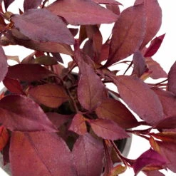 Papageienstrauch 'Little Romance', 6er-Set, Dunkelviolett-rot, Topf 12 Cm Ø 15 Papageienstrauch 'Little Romance', 6er-Set, Dunkelviolett-rot, Topf 12 Cm Ø -LECHUZA || Wagner Verkaufsgeschäft 0610180265 Alternanthera T12 Little Romance 6er Set 4 95053