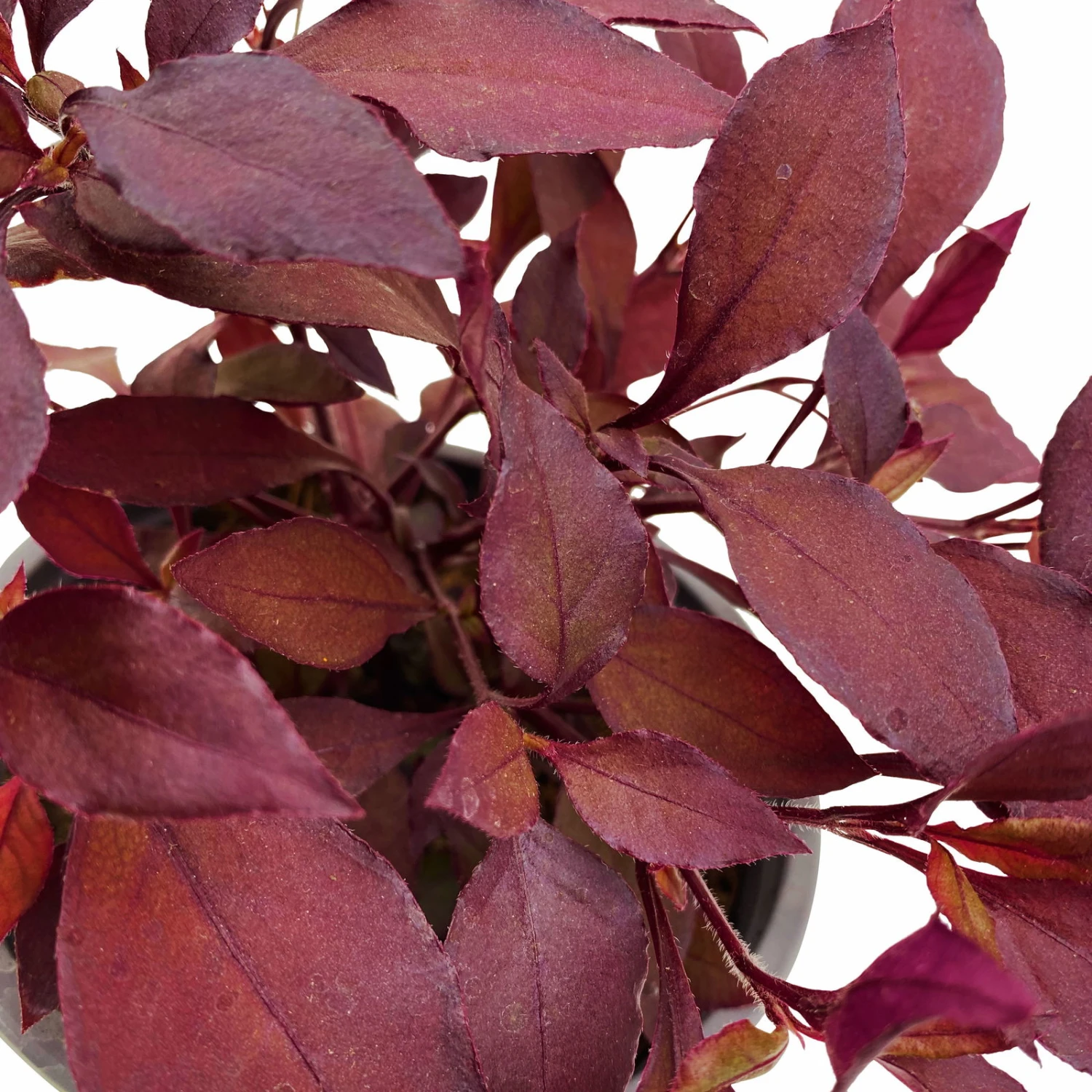 Papageienstrauch 'Little Romance', 6er-Set, Dunkelviolett-rot, Topf 12 Cm Ø 6 Papageienstrauch 'Little Romance', 6er-Set, Dunkelviolett-rot, Topf 12 Cm Ø – Bild 4