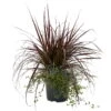 Lampenputzergras Mit Calocephalus Und Mühlenbeckia, Topf 23 Cm Ø 1 Lampenputzergras Mit Calocephalus Und Mühlenbeckia, Topf 23 Cm Ø -LECHUZA || Wagner Verkaufsgeschäft 0610180267 KB Pennisetum Mixtopf T23 Rubrum Muehlenbeckia Calocephalus WS 2 95862