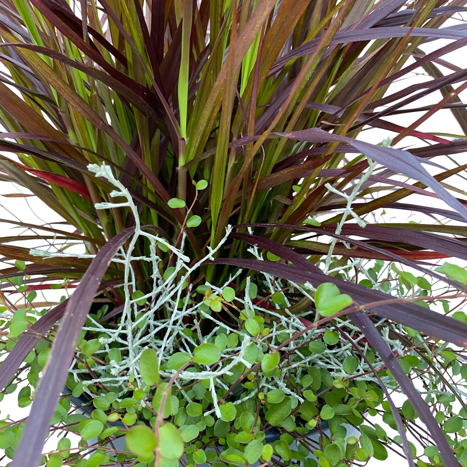 Lampenputzergras Mit Calocephalus Und Mühlenbeckia, Topf 23 Cm Ø 4 Lampenputzergras Mit Calocephalus Und Mühlenbeckia, Topf 23 Cm Ø – Bild 2