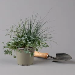 Mixtopf 'Silberstruktur', 3er-Set, Grau-silber, Topf 13 Cm Ø 15 Mixtopf 'Silberstruktur', 3er-Set, Grau-silber, Topf 13 Cm Ø -LECHUZA || Wagner Verkaufsgeschäft 0610180315 Mixtopf Silberstruktur T1213 Festuca Caloceph Dichondra 3er Set 2 125987