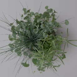 Mixtopf 'Silberstruktur', 3er-Set, Grau-silber, Topf 13 Cm Ø 16 Mixtopf 'Silberstruktur', 3er-Set, Grau-silber, Topf 13 Cm Ø -LECHUZA || Wagner Verkaufsgeschäft 0610180315 Mixtopf Silberstruktur T1213 Festuca Caloceph Dichondra 3er Set 3 125988