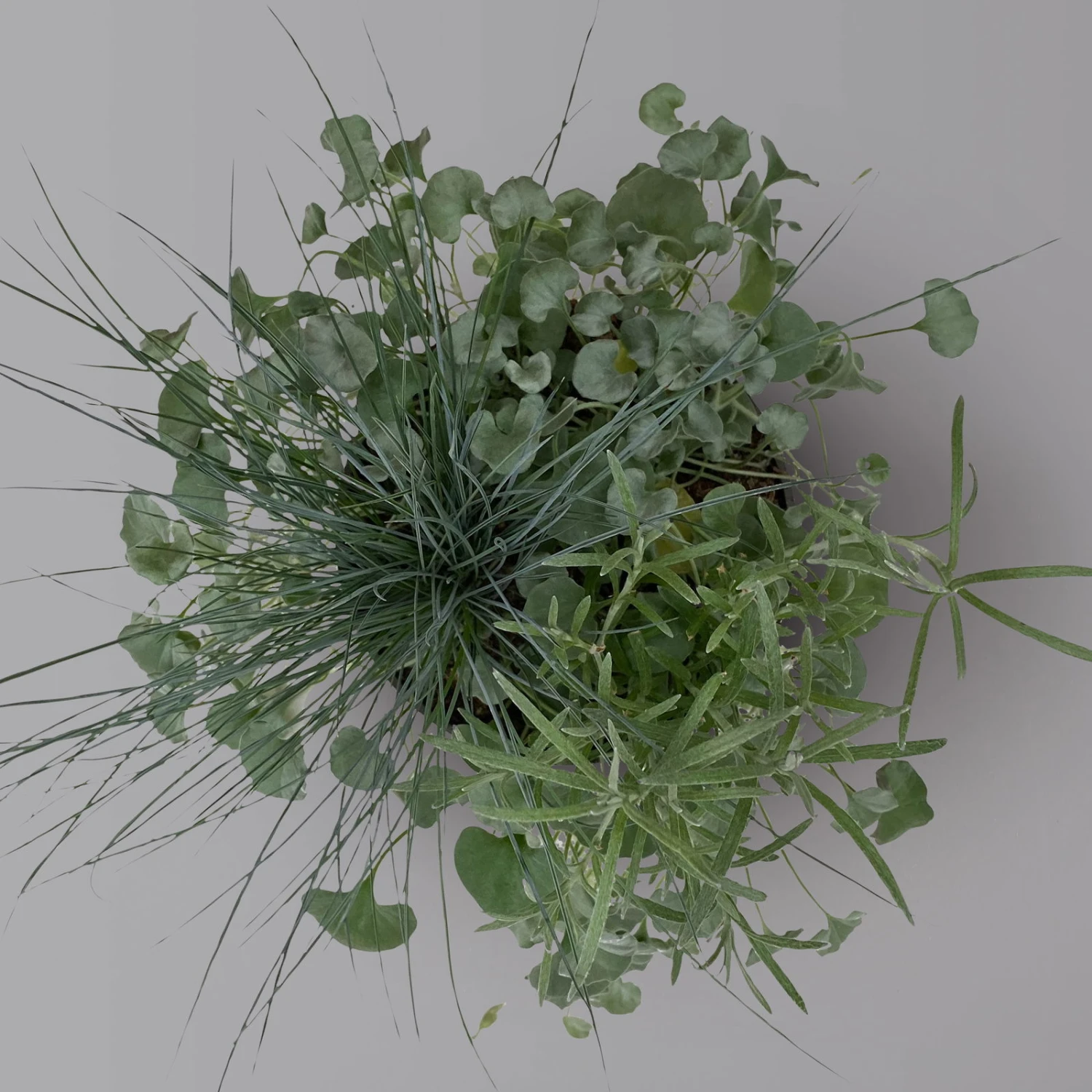 Mixtopf 'Silberstruktur', 3er-Set, Grau-silber, Topf 13 Cm Ø 6 Mixtopf 'Silberstruktur', 3er-Set, Grau-silber, Topf 13 Cm Ø – Bild 4