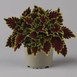 Buntnessel 'Bourbon Street' Dunkelrot-grün, Topf -Ø 12 Cm, 6er-Set -LECHUZA || Wagner Verkaufsgeschäft 0610180337 coleus bourbon street 3 124151