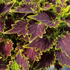 Buntnessel 'Bourbon Street' Dunkelrot-grün, Topf -Ø 12 Cm, 6er-Set -LECHUZA || Wagner Verkaufsgeschäft 0610180337 coleus bourbon street 2 124152