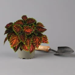 Buntnessel 'Magnificent Mile' Rot-braun-grün, Topf -Ø 12 Cm, 6er-Set 12 Buntnessel 'Magnificent Mile' Rot-braun-grün, Topf -Ø 12 Cm, 6er-Set -LECHUZA || Wagner Verkaufsgeschäft 0610180341 coleus magnificent mile 2 124139