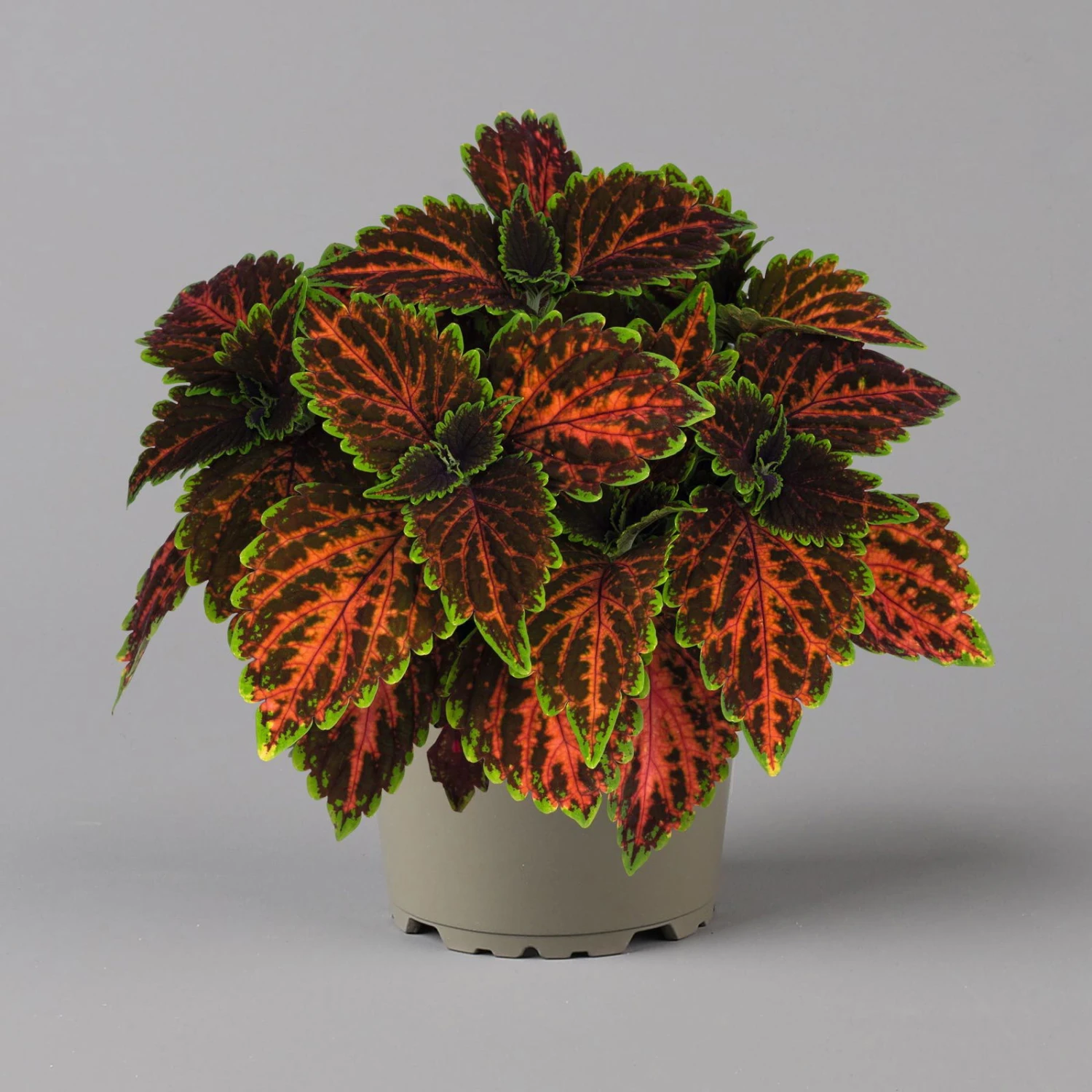 Buntnessel 'Magnificent Mile' Rot-braun-grün, Topf -Ø 12 Cm, 6er-Set 7 Buntnessel 'Magnificent Mile' Rot-braun-grün, Topf -Ø 12 Cm, 6er-Set – Bild 5