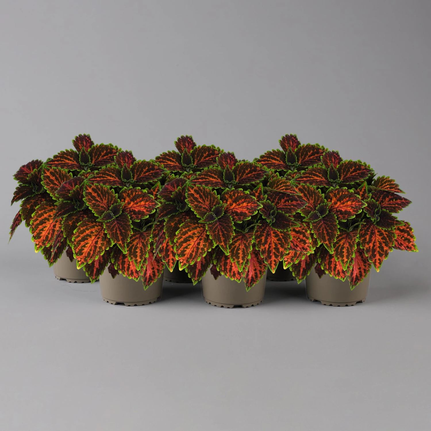 Buntnessel 'Magnificent Mile' Rot-braun-grün, Topf -Ø 12 Cm, 6er-Set 3 Buntnessel 'Magnificent Mile' Rot-braun-grün, Topf -Ø 12 Cm, 6er-Set