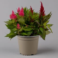 Celosia 'Kelos Fire Karneval' Orange-gelb-rot, Topf-Ø 20 Cm -LECHUZA || Wagner Verkaufsgeschäft 0610240048 Celosia Kelos Fire T20 Karneval H35 1 125437