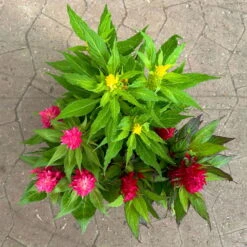 Celosia 'Kelos Fire Karneval' Orange-gelb-rot, Topf-Ø 20 Cm -LECHUZA || Wagner Verkaufsgeschäft 0610240048 Celosia Kelos Fire T20 Karneval H35 10 125400