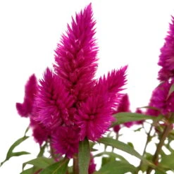 Federbusch 'Deep Purple' Lila, Topf-Ø 17 Cm, 2er-Set 17 Federbusch 'Deep Purple' Lila, Topf-Ø 17 Cm, 2er-Set -LECHUZA || Wagner Verkaufsgeschäft 0610240063 Celosia argentea T17 Deep Purple 2er Set 2 125398
