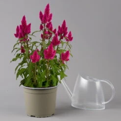 Federbusch 'Deep Purple' Lila, Topf-Ø 17 Cm, 2er-Set 16 Federbusch 'Deep Purple' Lila, Topf-Ø 17 Cm, 2er-Set -LECHUZA || Wagner Verkaufsgeschäft 0610240063 Celosia argentea T17 Deep Purple 2er Set 125397
