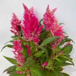 Celosia 'Kelos Fire Pink' Pink, Topf-Ø 12 Cm, 6er-Set -LECHUZA || Wagner Verkaufsgeschäft 0610240073 Celosia argentea T12 6er Set pink Kelos Fire Pink 4 113292