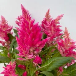 Celosia 'Kelos Fire Pink' Pink, Topf-Ø 12 Cm, 6er-Set -LECHUZA || Wagner Verkaufsgeschäft 0610240073 Celosia argentea T12 6er Set pink Kelos Fire Pink 5 113291