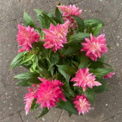 Celosia 'Kelos Fire Pink' Pink, Topf-Ø 12 Cm, 6er-Set -LECHUZA || Wagner Verkaufsgeschäft 0610240073 Celosia argentea T12 6er Set pink Kelos Fire Pink 6 1 123643