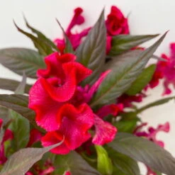 Celosia 'Hot Topic Red' Rot, Topf-Ø 12 Cm, 6er-Set -LECHUZA || Wagner Verkaufsgeschäft 0610240081 Celosia argentea T12 6er Set Hot Topic Red 4 113302