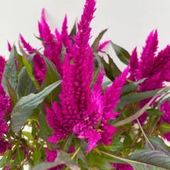 Celosia 'Javelin' Lila, Topf-Ø 14 Cm, 4er-Set -LECHUZA || Wagner Verkaufsgeschäft 0610240082 Celosia T14 lila Javelin 4er Set 3 113303