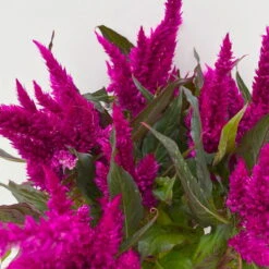 Celosia 'Javelin' Lila, Topf-Ø 14 Cm, 4er-Set -LECHUZA || Wagner Verkaufsgeschäft 0610240082 Celosia T14 lila Javelin 4er Set 5 113304