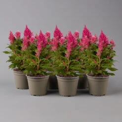 Celosia 'Kelos Fire Pink' Pink, Topf-Ø 12 Cm, 6er-Set -LECHUZA || Wagner Verkaufsgeschäft 0610240086 Celosia argentea T12 6er Set pink Kelos fire Pink 1 123642