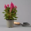 Celosia 'Kelos Fire Pink' Pink, Topf-Ø 12 Cm, 6er-Set -LECHUZA || Wagner Verkaufsgeschäft 0610240086 Celosia argentea T12 6er Set pink Kelos fire Pink 123641