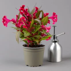 Celosia 'Hot Topic Red' Rot, Topf-Ø 12 Cm, 6er-Set