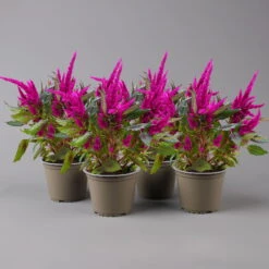 Celosia 'Javelin' Lila, Topf-Ø 14 Cm, 4er-Set -LECHUZA || Wagner Verkaufsgeschäft 0610240095 celosia T14 lila Javelin 4er Set 2 123664