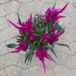 Celosia 'Javelin' Lila, Topf-Ø 14 Cm, 4er-Set -LECHUZA || Wagner Verkaufsgeschäft 0610240095 celosia T14 lila Javelin 4er Set 123665