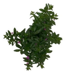 Japanische Scheinmyrte Lila/rosa, Topf-Ø 11 Cm, 6er-Set -LECHUZA || Wagner Verkaufsgeschäft 0610260033 Cuphea T11 lila 6er Set 5 93142