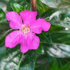 Japanische Scheinmyrte Lila/rosa, Topf-Ø 11 Cm, 6er-Set -LECHUZA || Wagner Verkaufsgeschäft 0610260033 Cuphea T11 lila 6er Set 6 92819