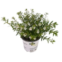 Japanische Scheinmyrte, 6er-Set, Cuphea Hyssopifolia, Weiß, Topf 11 Cm Ø 15 Japanische Scheinmyrte, 6er-Set, Cuphea Hyssopifolia, Weiß, Topf 11 Cm Ø -LECHUZA || Wagner Verkaufsgeschäft 0610260035 Cuphea T11 weiss 6er Set 2 93149