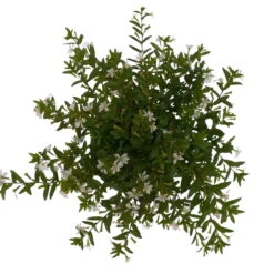 Japanische Scheinmyrte, 6er-Set, Cuphea Hyssopifolia, Weiß, Topf 11 Cm Ø 14 Japanische Scheinmyrte, 6er-Set, Cuphea Hyssopifolia, Weiß, Topf 11 Cm Ø -LECHUZA || Wagner Verkaufsgeschäft 0610260035 Cuphea T11 weiss 6er Set 4 93148